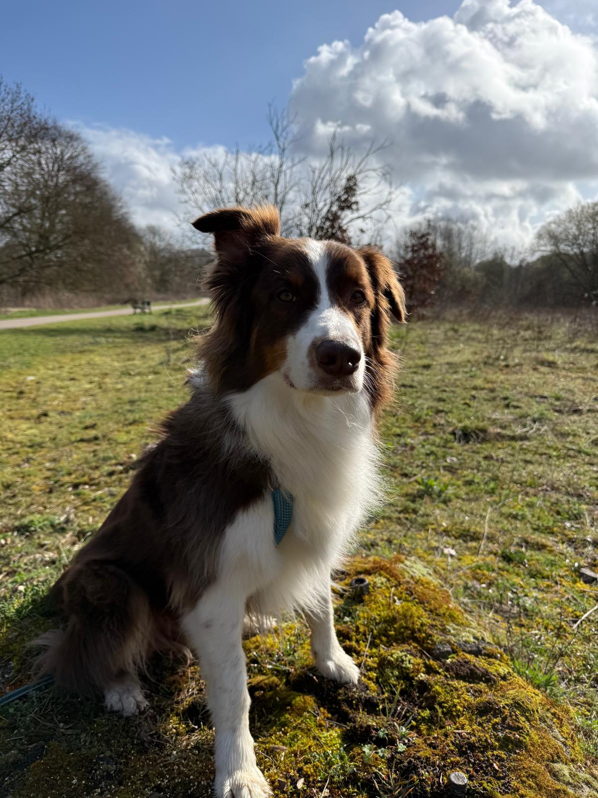Rusty, berger australien