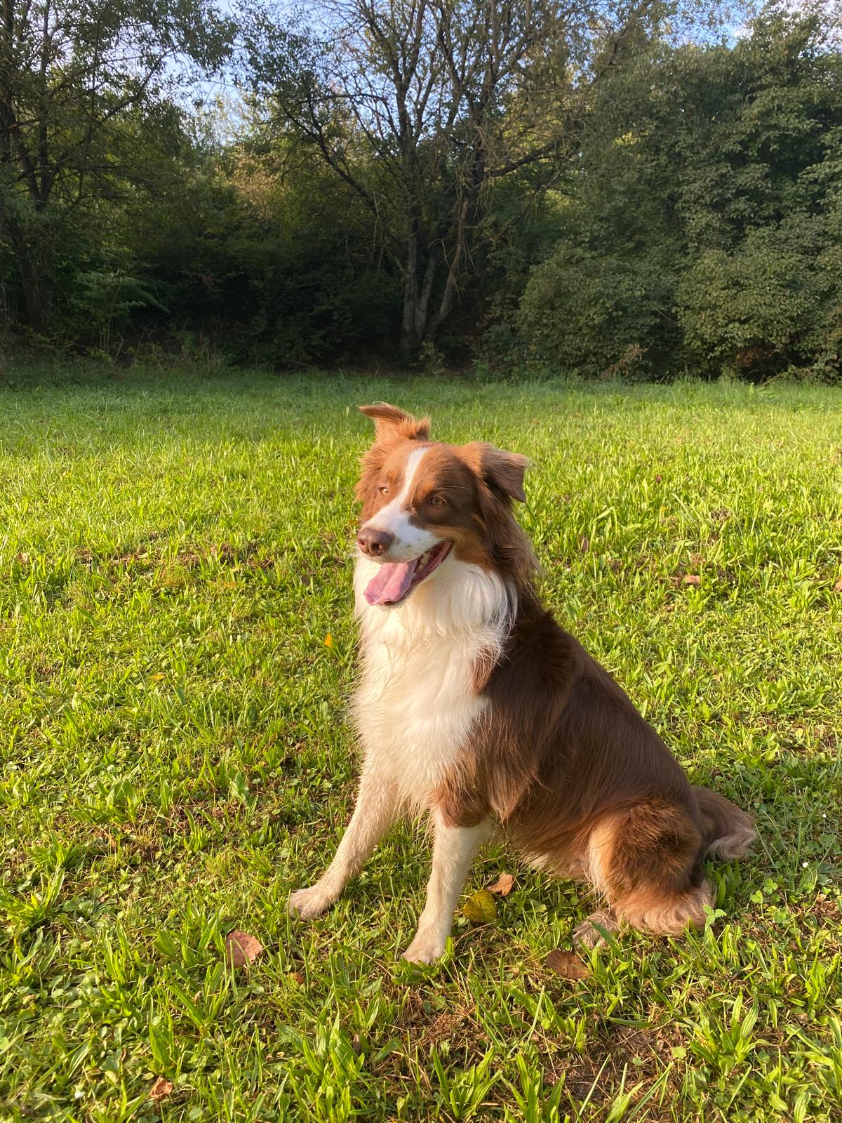 Rusty, portrait
